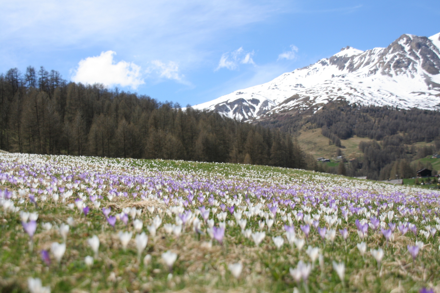 Alta Valtellina-Foto