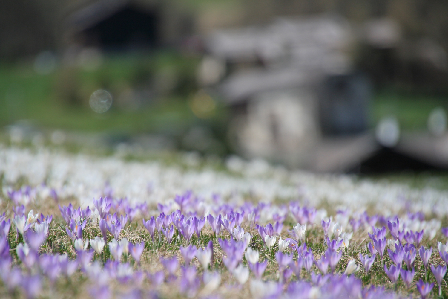 Alta Valtellina-Foto