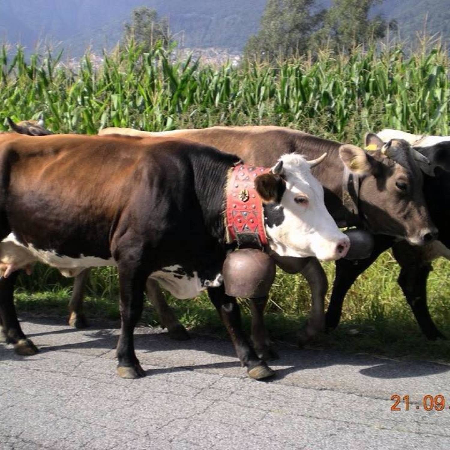 Azienda Agricola Libera-Foto